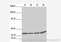 Western Blot  彩虹 預染蛋白質分子量標準（窄譜，2-73kDa）
