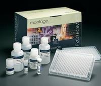 JNK elisa酶聯免疫試劑盒價格