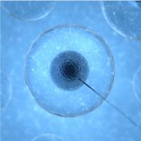 人的心房肌細胞