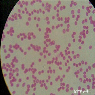 金龜子綠僵菌小孢變種