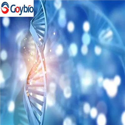 組蛋白脫乙酰基酶6(HDAC6)活性蛋白(Human，人)