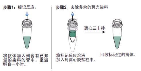 標記抗體(ti) .jpg